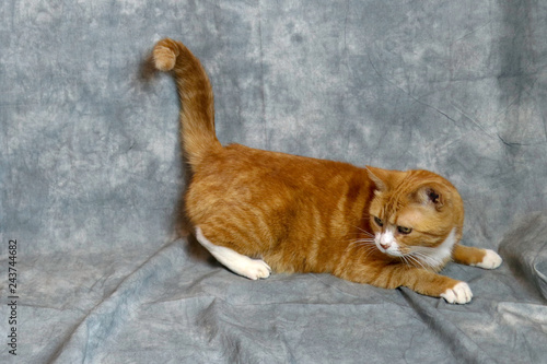 an orange and white cat poses playfully on a dropcloth