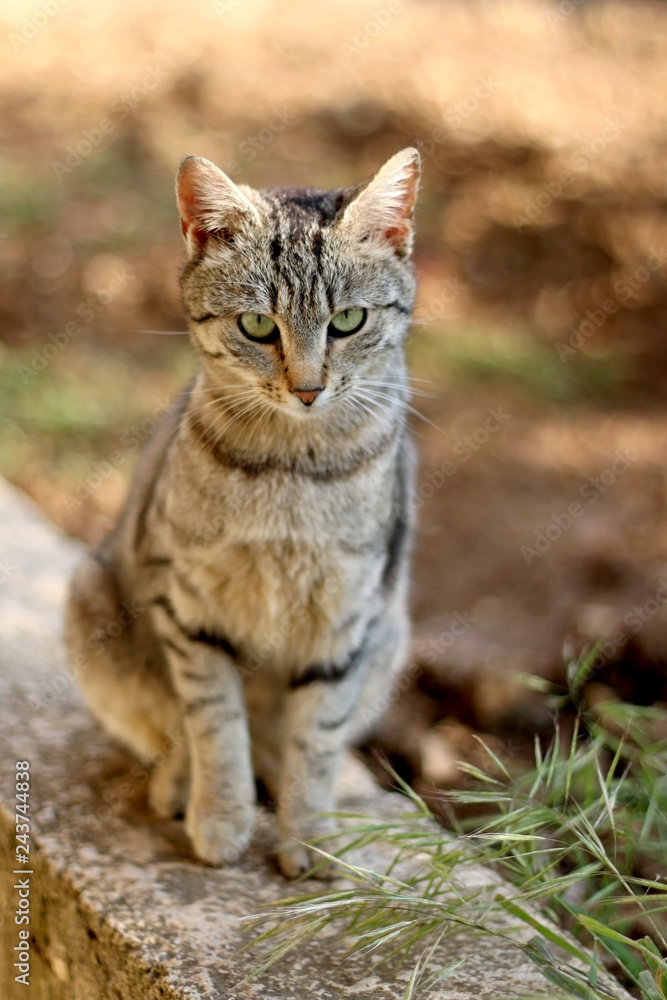 Brown tabby cat sitting in the garden. Selective focus. Brown tabby cat sitting in the garden. Selective focus.