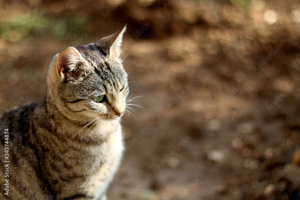 Brown tabby cat sitting in the garden. Selective focus.