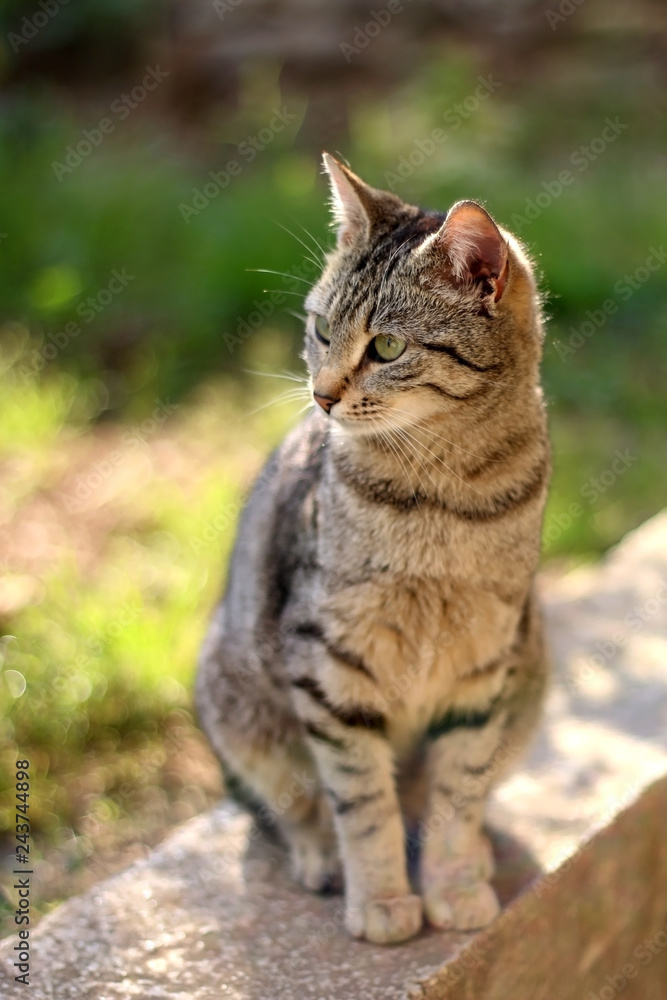 Brown tabby cat sitting in the garden. Selective focus. Brown tabby cat sitting in the garden. Selective focus.