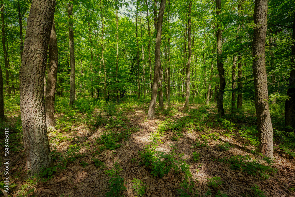 Beautiful oak forest at springtime