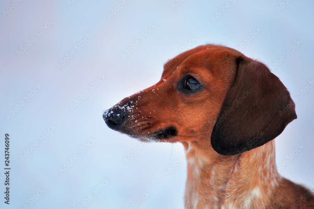 dachshund dog winter garden snow 