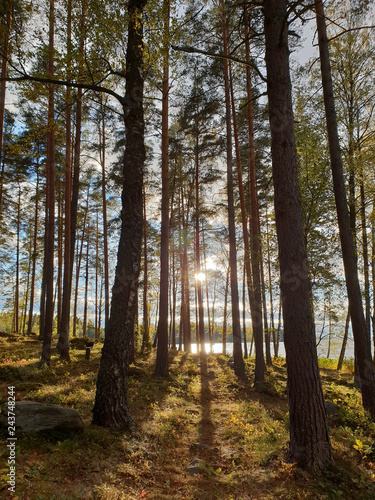 Image of mystic sun shine in the forest with shadows of trees