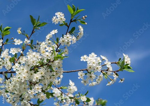 white flowers of apple tree in spring