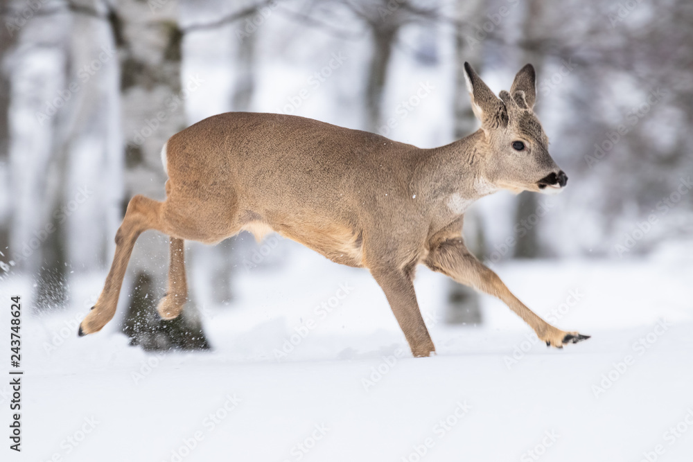 Beautiful young deer on a winter day. Everything covered in fresh white snow, more falling down. Cute cub in nature. Meadow, forest, typical animal. Beautiful young deer on a winter day. Everything covered in fresh white snow, more falling down. Cute cub in nature. Meadow, forest, typical animal.