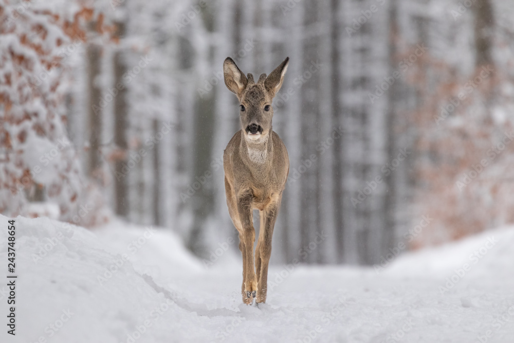 Beautiful young deer on a winter day. Everything covered in fresh white snow, more falling down. Cute cub in nature. Meadow, forest, typical animal. Beautiful young deer on a winter day. Everything covered in fresh white snow, more falling down. Cute cub in nature. Meadow, forest, typical animal.