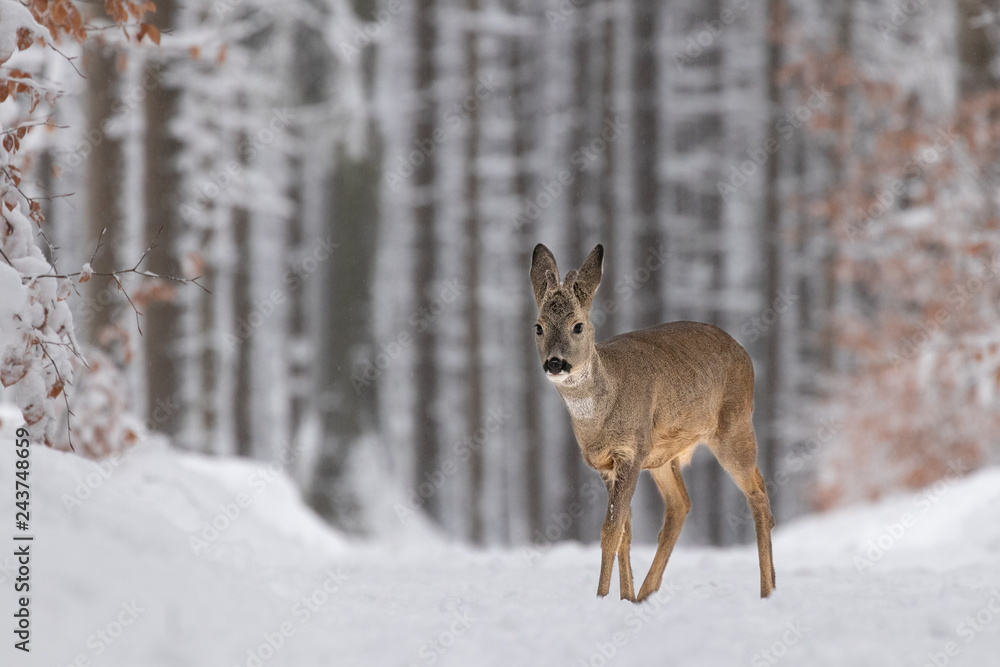 Beautiful young deer on a winter day. Everything covered in fresh white snow, more falling down. Cute cub in nature. Meadow, forest, typical animal. Beautiful young deer on a winter day. Everything covered in fresh white snow, more falling down. Cute cub in nature. Meadow, forest, typical animal.