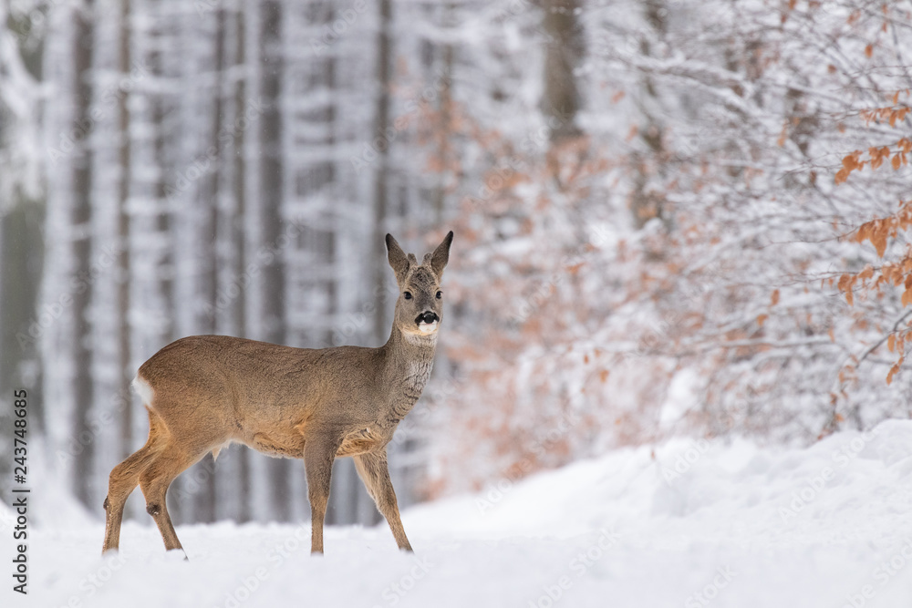 Beautiful young deer on a winter day. Everything covered in fresh white snow, more falling down. Cute cub in nature. Meadow, forest, typical animal. Beautiful young deer on a winter day. Everything covered in fresh white snow, more falling down. Cute cub in nature. Meadow, forest, typical animal.