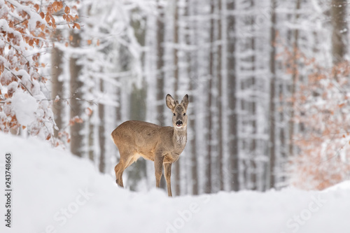 Beautiful young deer on a winter day. Everything covered in fresh white snow, more falling down. Cute cub in nature. Meadow, forest, typical animal. © janstria