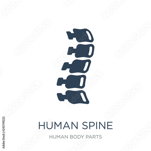 human spine icon vector on white background, human spine trendy