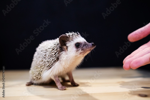 Domestic hedgehog in the hands of woman, closeup