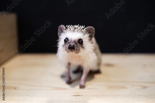 Domestic young hedgehog portrait in home interior © protivnica