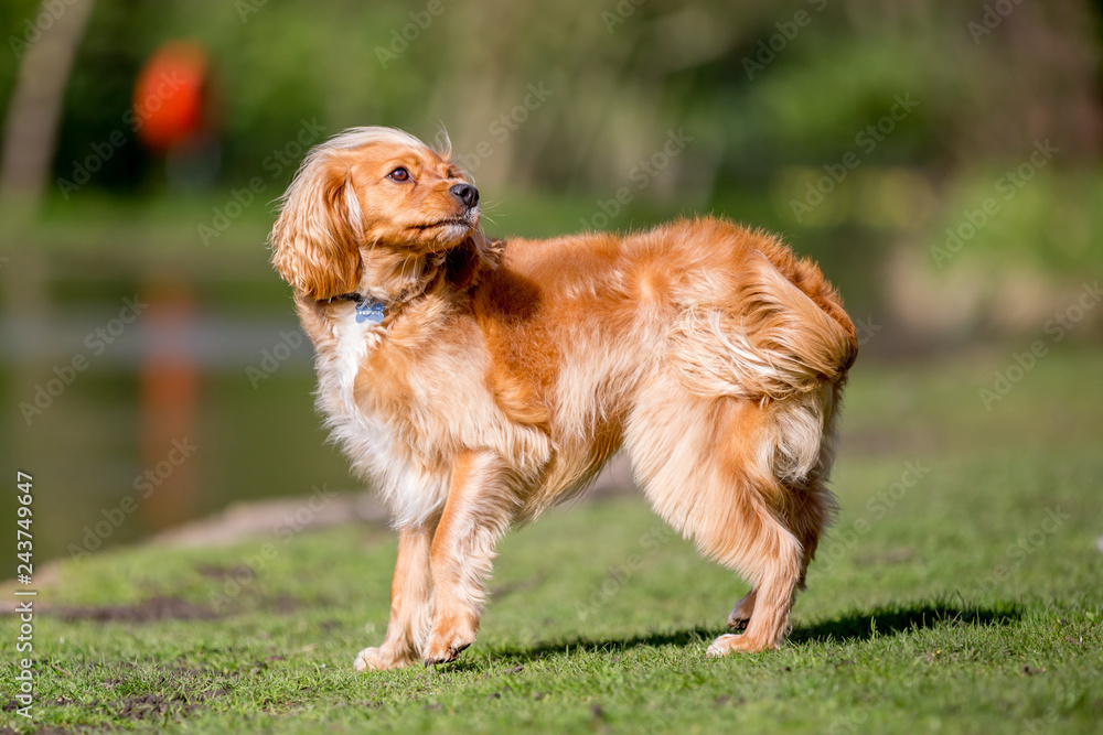 Spaniel puppy looking over its shoulder by a pond. playing on the grass in a park. a sunny day. Front facing camera Spaniel puppy looking over its shoulder by a pond. playing on the grass in a park. a sunny day. Front facing camera