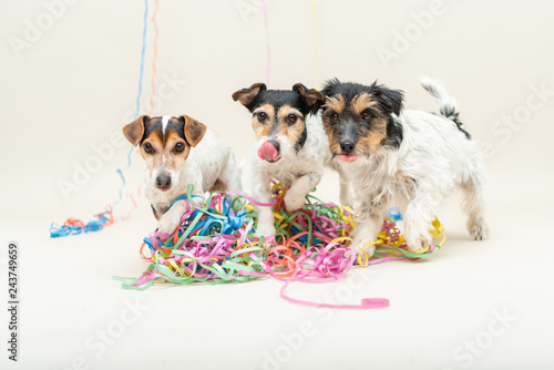 Fototapeta Naklejka Na Ścianę i Meble -  Three cute naughty party dog. Jack Russell dogs ready for carnival