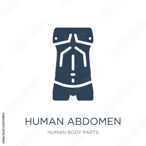 human abdomen icon vector on white background, human abdomen tre
