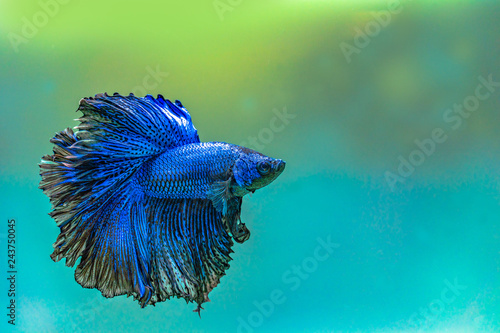 Canvas Print Blue siamese fighting fish,Halfmoon betta fish in aquarium.