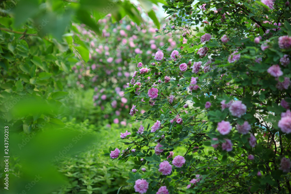 Green garden with bushes of blooming pink rose hips