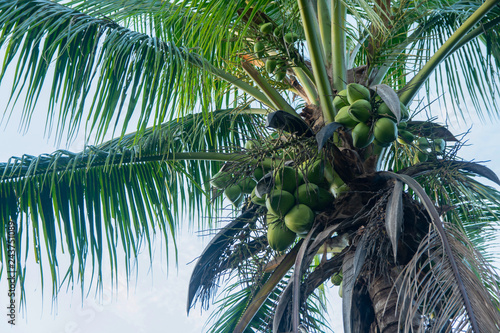 Coconut tree and coconut fruits hanging on tree view from under