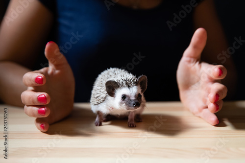 Domestic hedgehog in the hands of woman, closeup