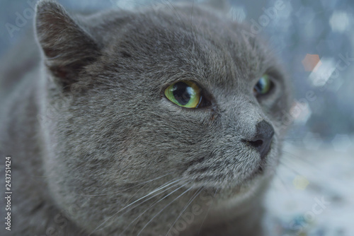 Well-fed English blue cat eating food and sitting on a festive background