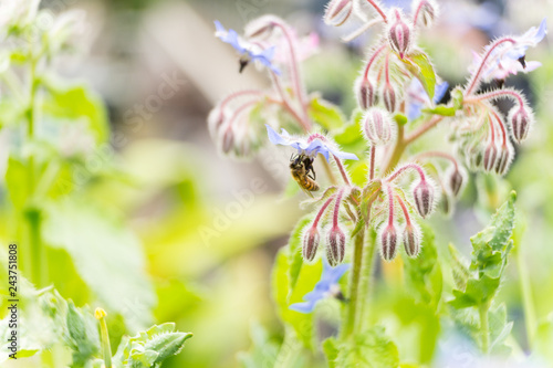 Bee on a flower of borago officinalis, also  a starflower, is an annual herb in the flowering plant family Boraginaceae photo