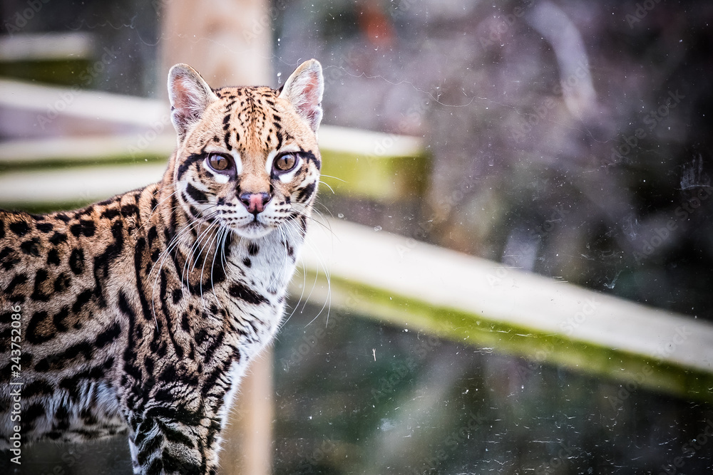 Portrait d'un ocelot