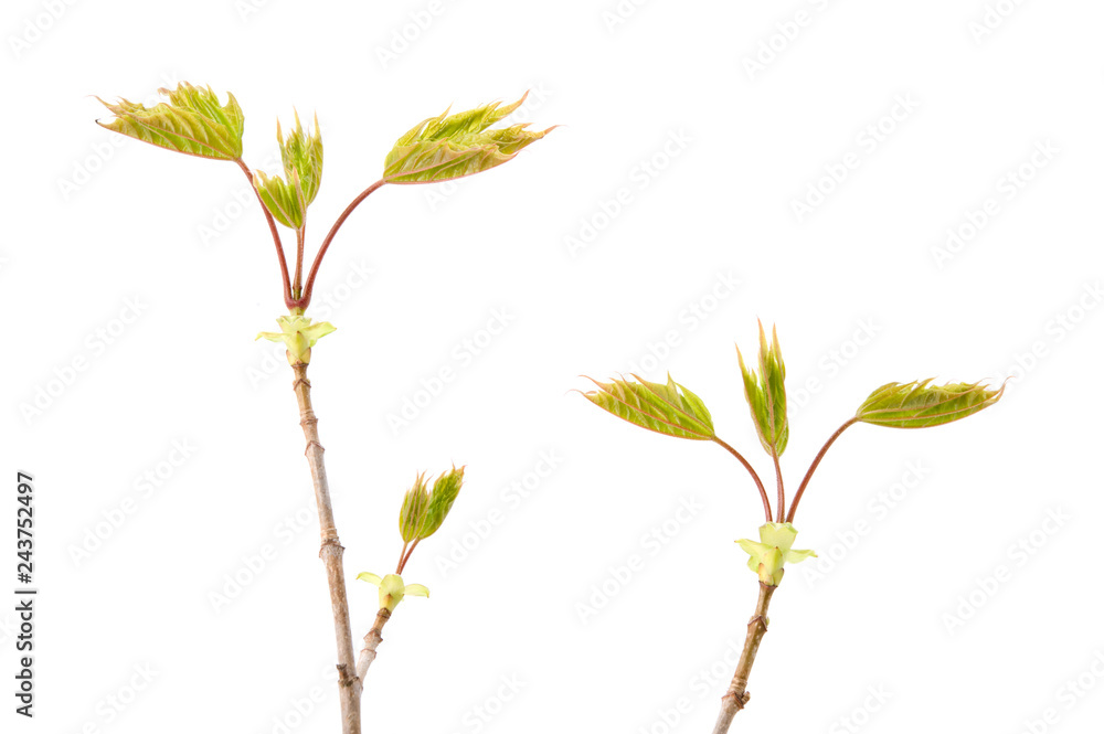 Maple (Acer platanoides) new growth and fresh leaves in spring. Isolated on white. Maple (Acer platanoides) new growth and fresh leaves in spring. Isolated on white.
