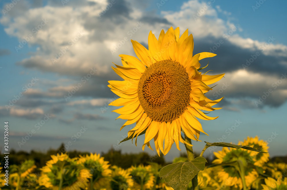 Sunflowers - Field of sunflowers in the summer against the background of the sky. Sunflowers - Field of sunflowers in the summer against the background of the sky.