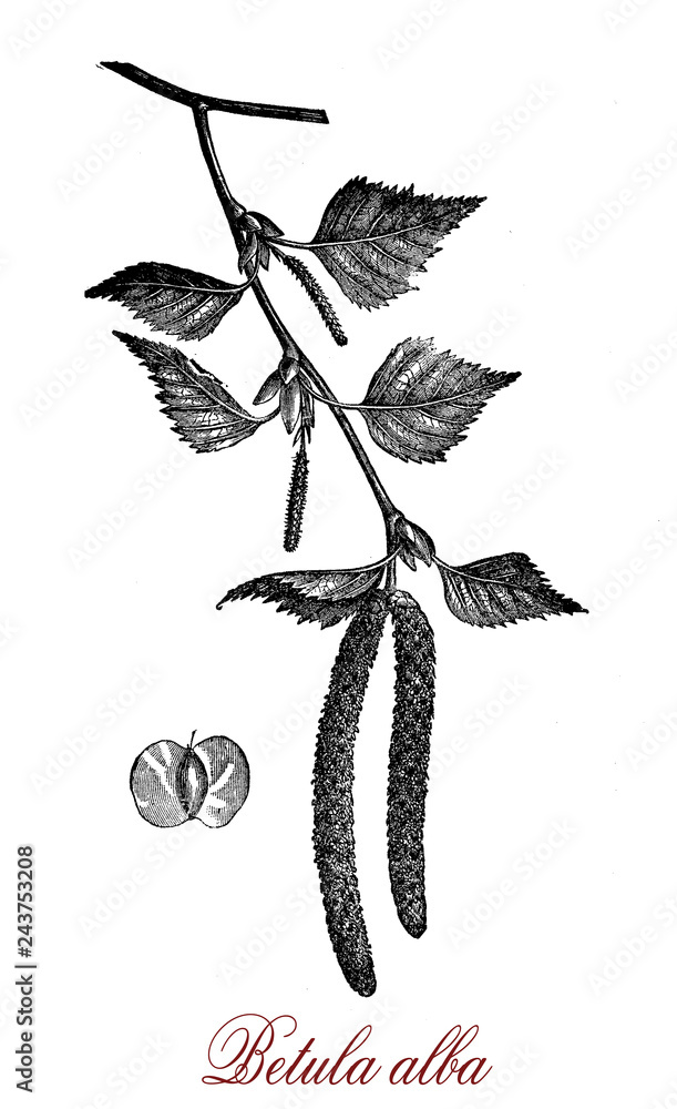 Betula alba or European white birch is a deciduous tree, used for plywood, rope, paper,furniture