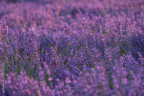 Fototapeta Naklejka Na Ścianę i Meble -  Lavender flowers with  blur background