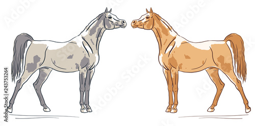 Arabian horses silhouette, vector illustration