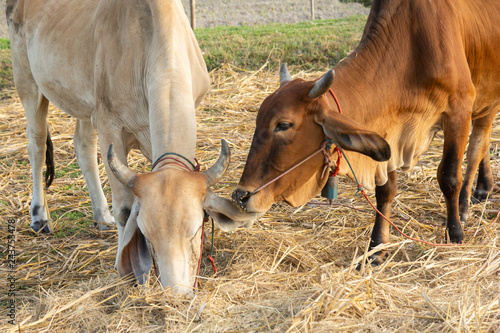 Two white and brown cow on field