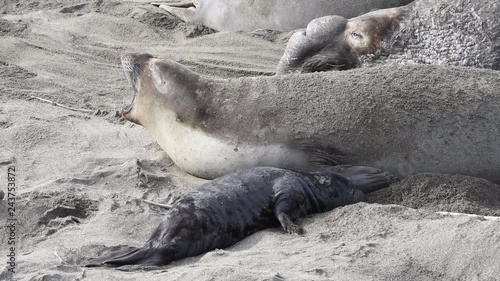 HD video newborn elephant seal pup near mom, male behind. Mothers will fast and nurse up to 28 days, providing pup with rich milk. Pups weigh 75 pounds at birth and gain approx 10 lbs a day nursing. photo