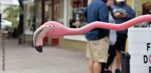 Crooked Long Neck of Flamingo