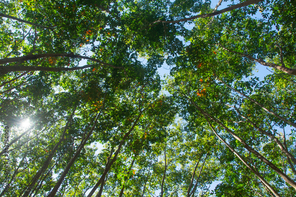 Fototapeta premium Under view of para rubber tree. Rubber plantation background
