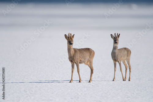 Deer in the snow