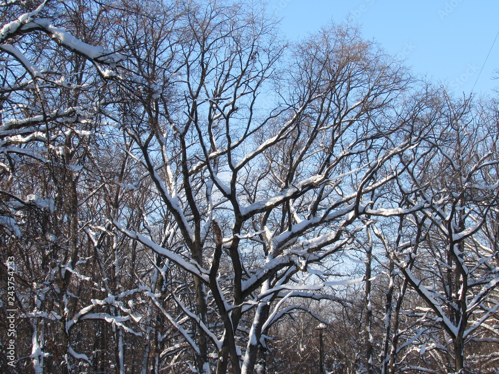 winter tree