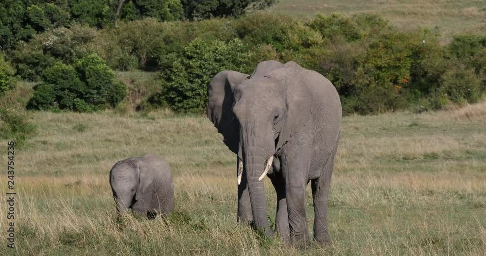 African Elephant, loxodonta africana, Mother and calf, Eating Bush, Masai Mara Park in Kenya, Real Time 4K African Elephant, loxodonta africana, Mother and calf, Eating Bush, Masai Mara Park in Kenya, Real Time 4K