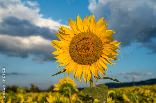 Sunflowers - Field of sunflowers in the summer against the background of the sky.