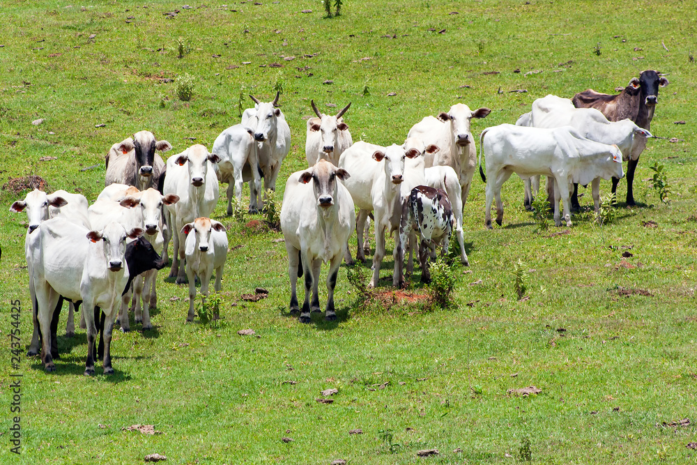 Fototapeta premium Gado IMG_0310