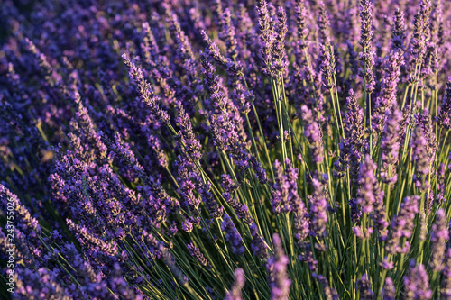 Fototapeta Naklejka Na Ścianę i Meble -  Lavender flowers with  blur background