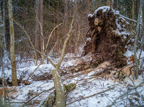 Wallpaper Mural Closeup Details of Tree Trunk in the Woods in Cloudy Winter Day with Snow Covering the Ground, Abstract Background Torontodigital.ca