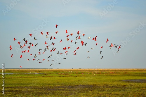 aves