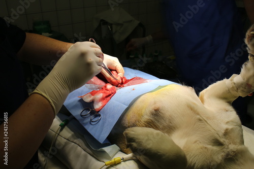 Surgical intervention by pyometra by dog photo