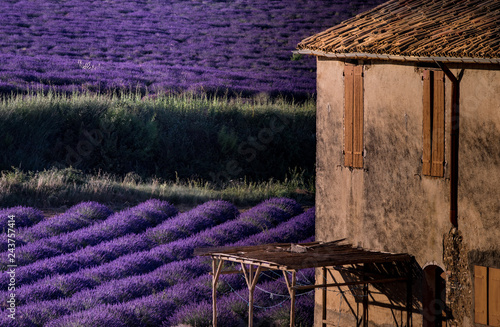 Fototapeta Naklejka Na Ścianę i Meble -  Campo di lavanda con rudere