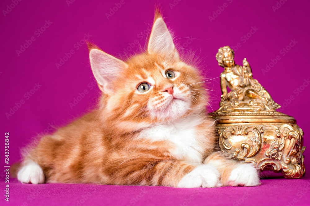 Nice pretty red and white maine coon kitten on lilac background in studio.