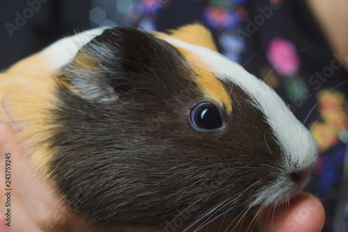Guinea pig is played on a festive background and hides in a scarf