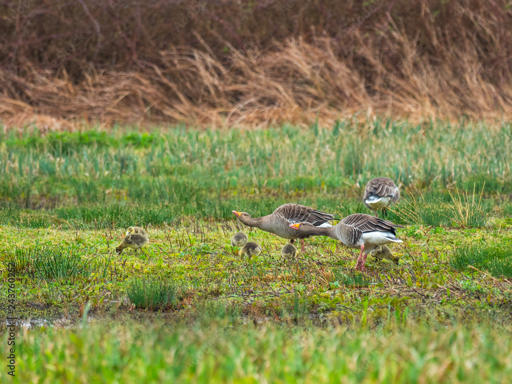 Greylag Geese Parents and Goslings ( anser anser ) Greylag Geese Parents and Goslings ( anser anser )