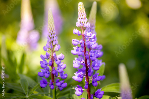 Grassy Field with Purple Lupines dolly shot.