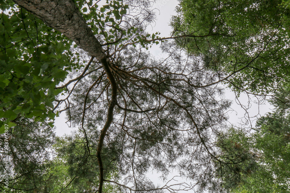 tree in the forest tree in the forest